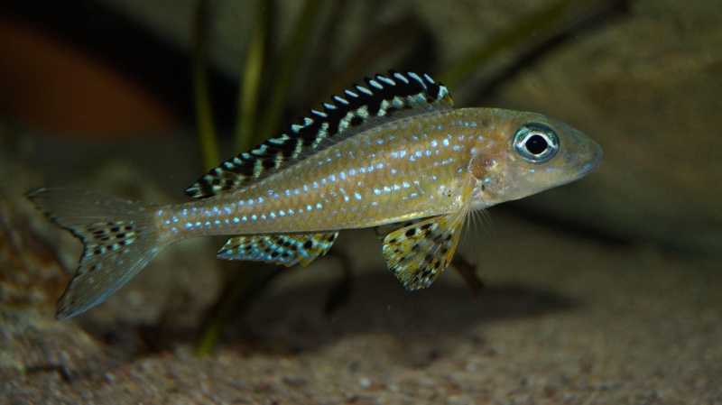 Xenotilapia papilio 'Tembwe (Deux)'